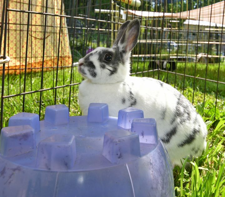 Ramble, an adopted Bunny Rabbit Mix in East Syracuse, NY_image-2