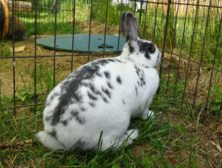 Ramble, an adopted Bunny Rabbit Mix in East Syracuse, NY_image-4