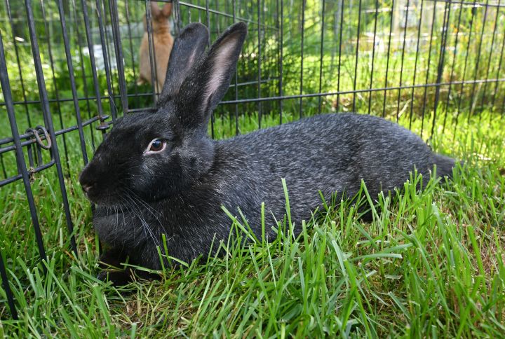 Play, an adopted Bunny Rabbit Mix in East Syracuse, NY_image-2