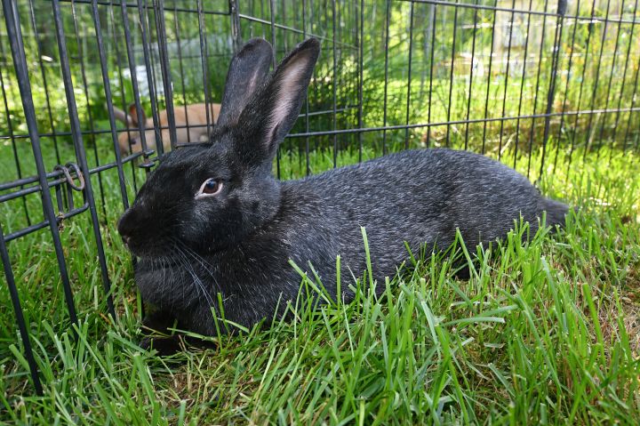 Play, an adopted Bunny Rabbit Mix in East Syracuse, NY_image-1