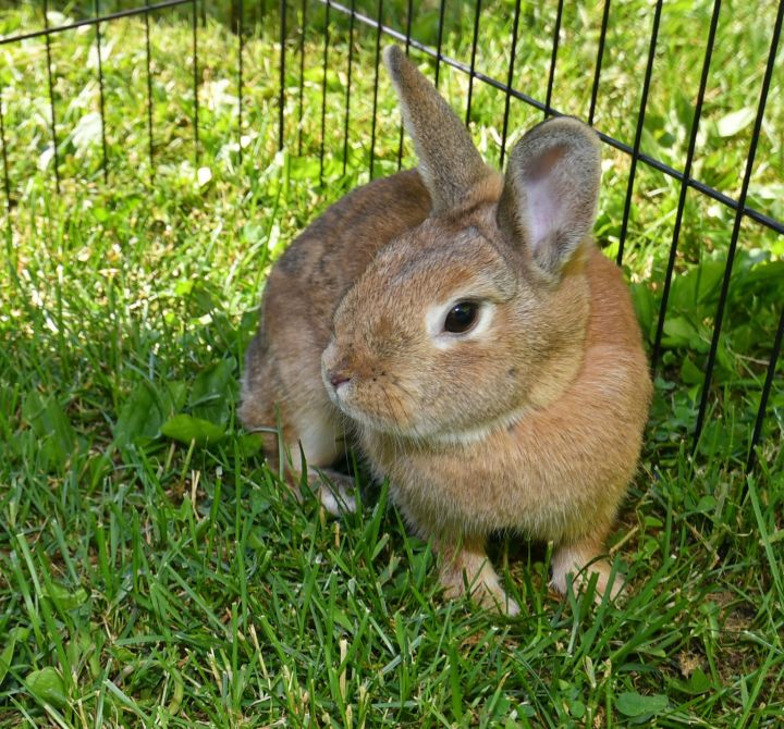 Snuggle, an adopted Bunny Rabbit Mix in East Syracuse, NY_image-2