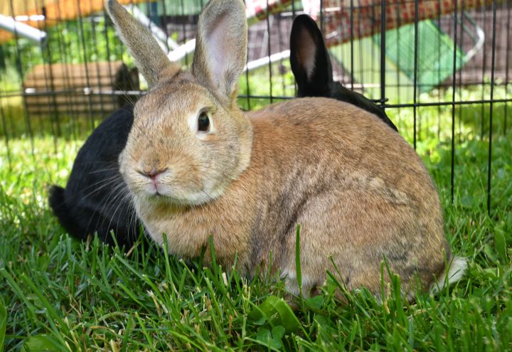 Snuggle, an adopted Bunny Rabbit Mix in East Syracuse, NY_image-3