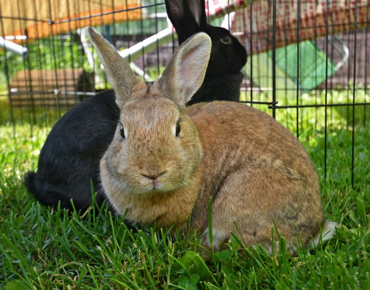 Snuggle, an adopted Bunny Rabbit Mix in East Syracuse, NY_image-5