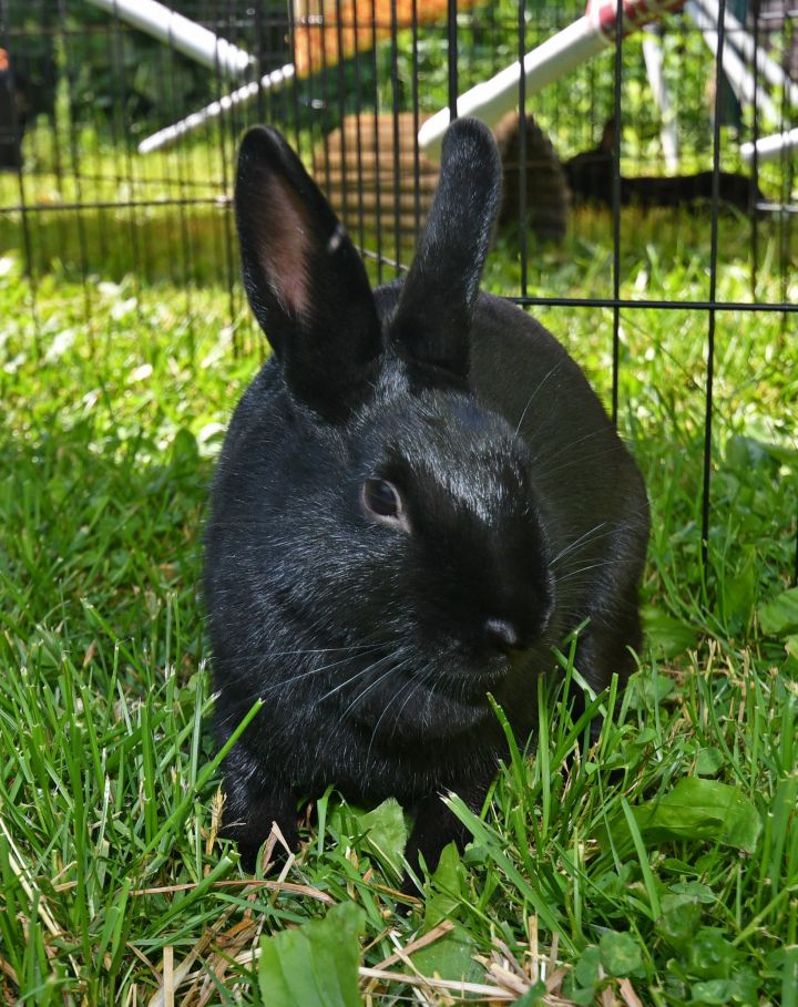 Hearten, an adoptable Bunny Rabbit Mix in East Syracuse, NY_image-2