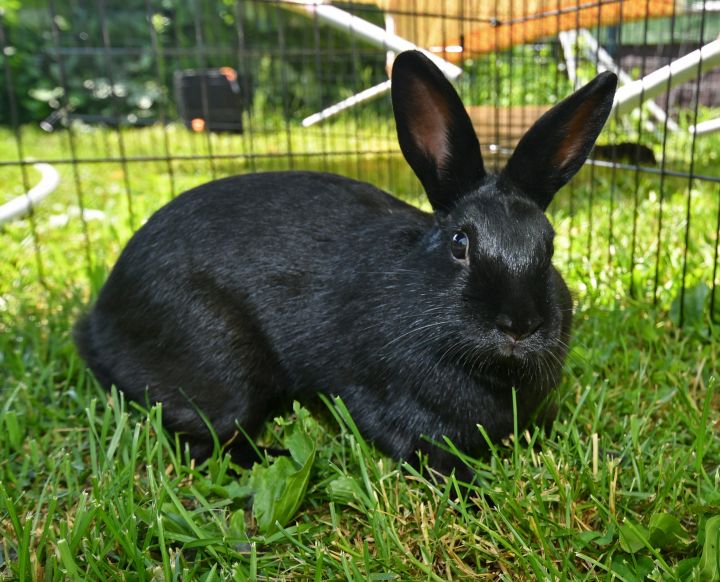 Hearten, an adoptable Bunny Rabbit Mix in East Syracuse, NY_image-1