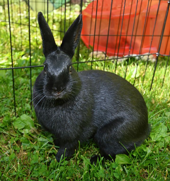 Hearten, an adoptable Bunny Rabbit Mix in East Syracuse, NY_image-5