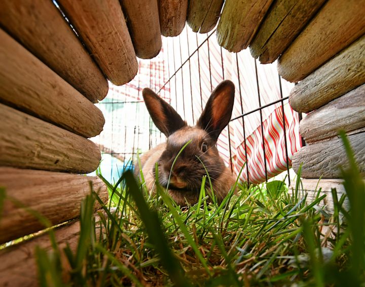 Muddle, an adopted Bunny Rabbit Mix in East Syracuse, NY_image-4