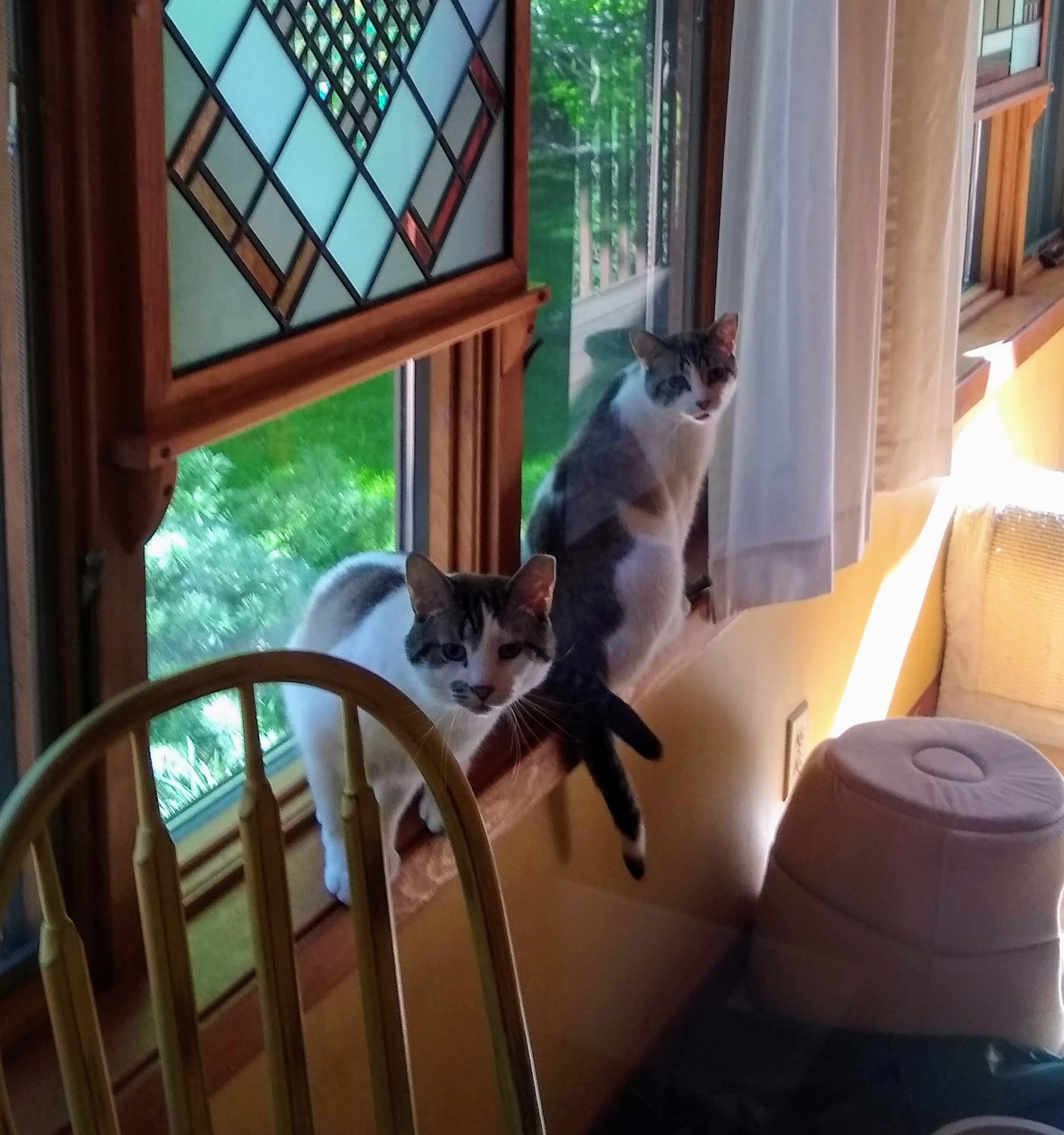 Sonny, an adoptable Domestic Short Hair in Hudson, WI, 54016 | Photo Image 1