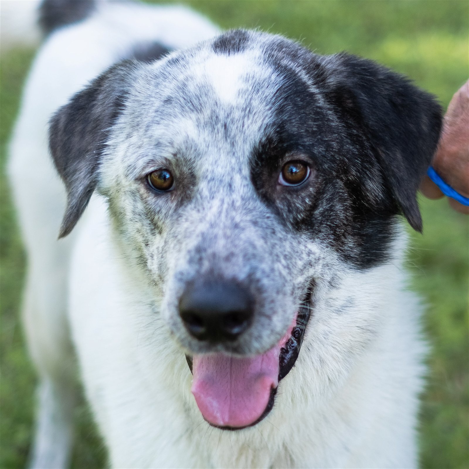 Bolt, an adoptable Great Pyrenees in Austin, TX, 78726 | Photo Image 1