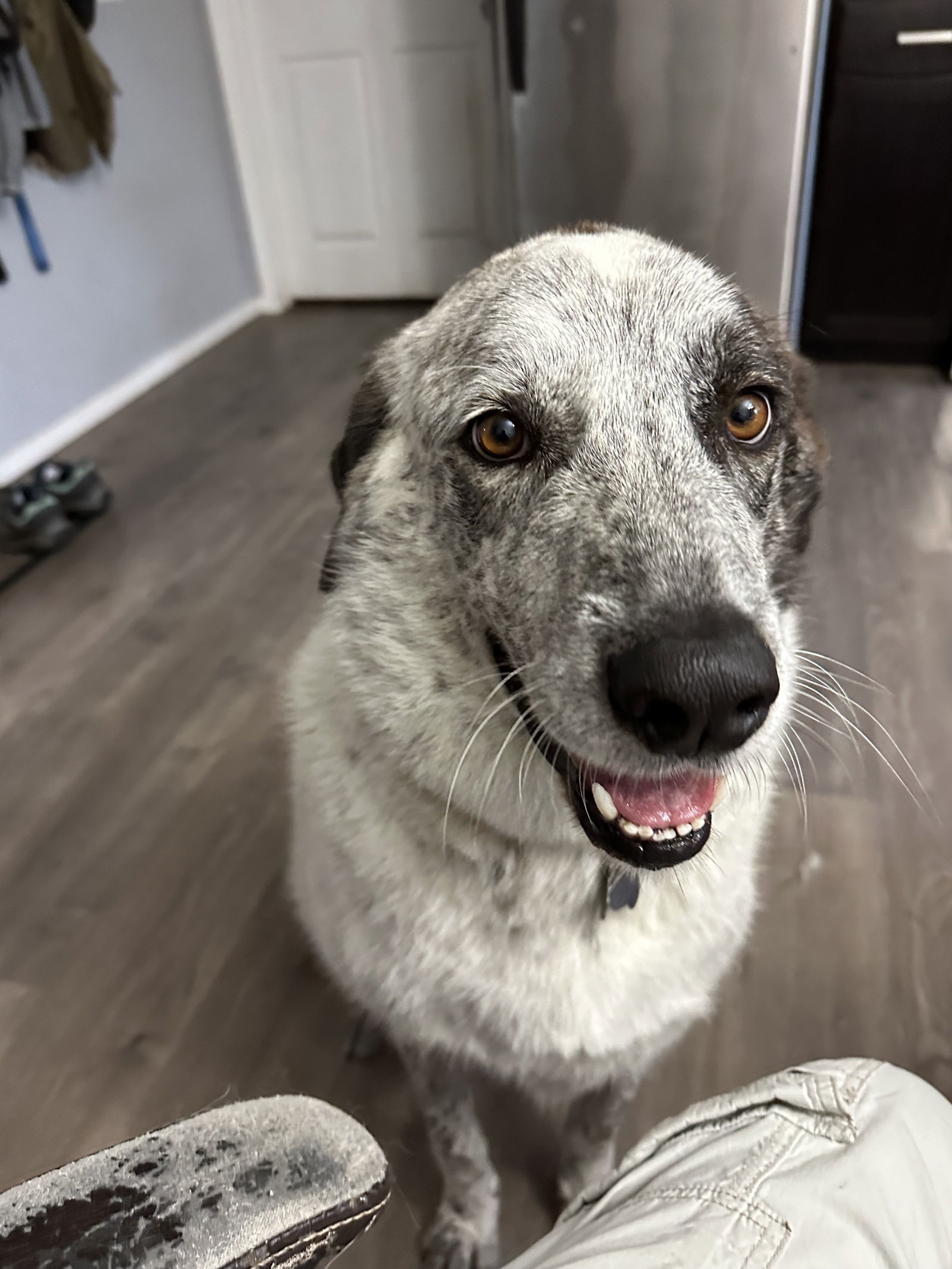 Bolt, an adoptable Great Pyrenees in Austin, TX, 78726 | Photo Image 1