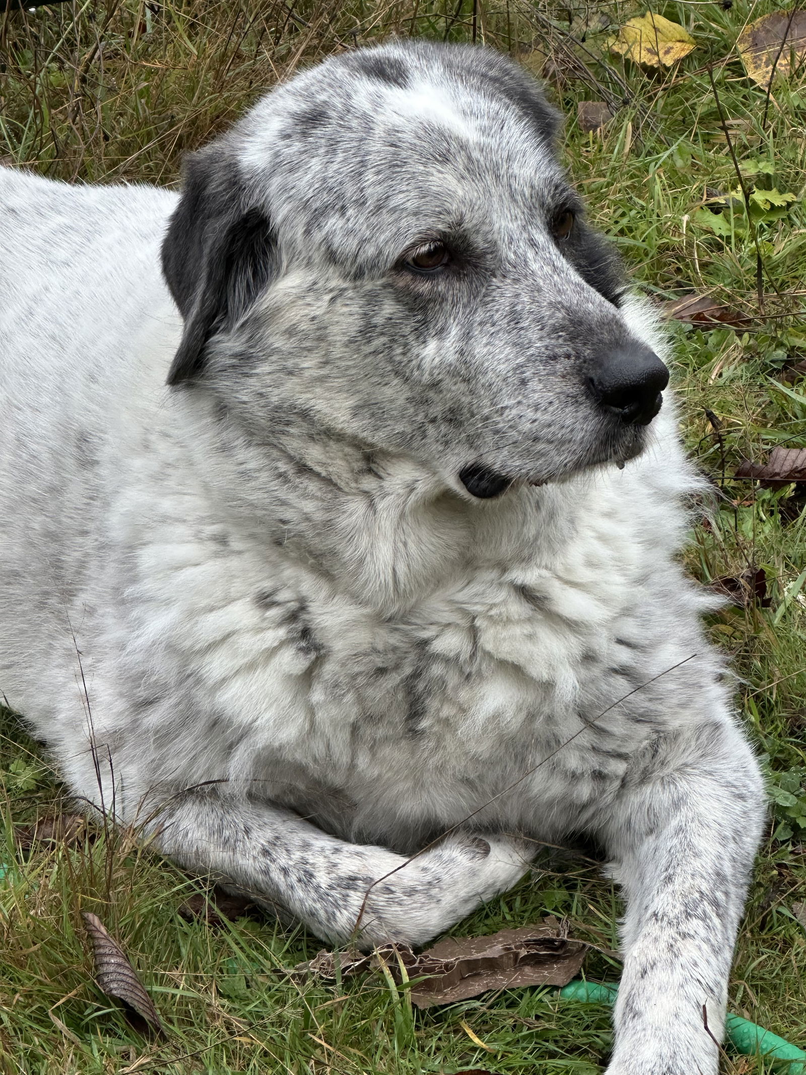Bolt, an adoptable Great Pyrenees in Tacoma, WA, 98445 | Photo Image 1