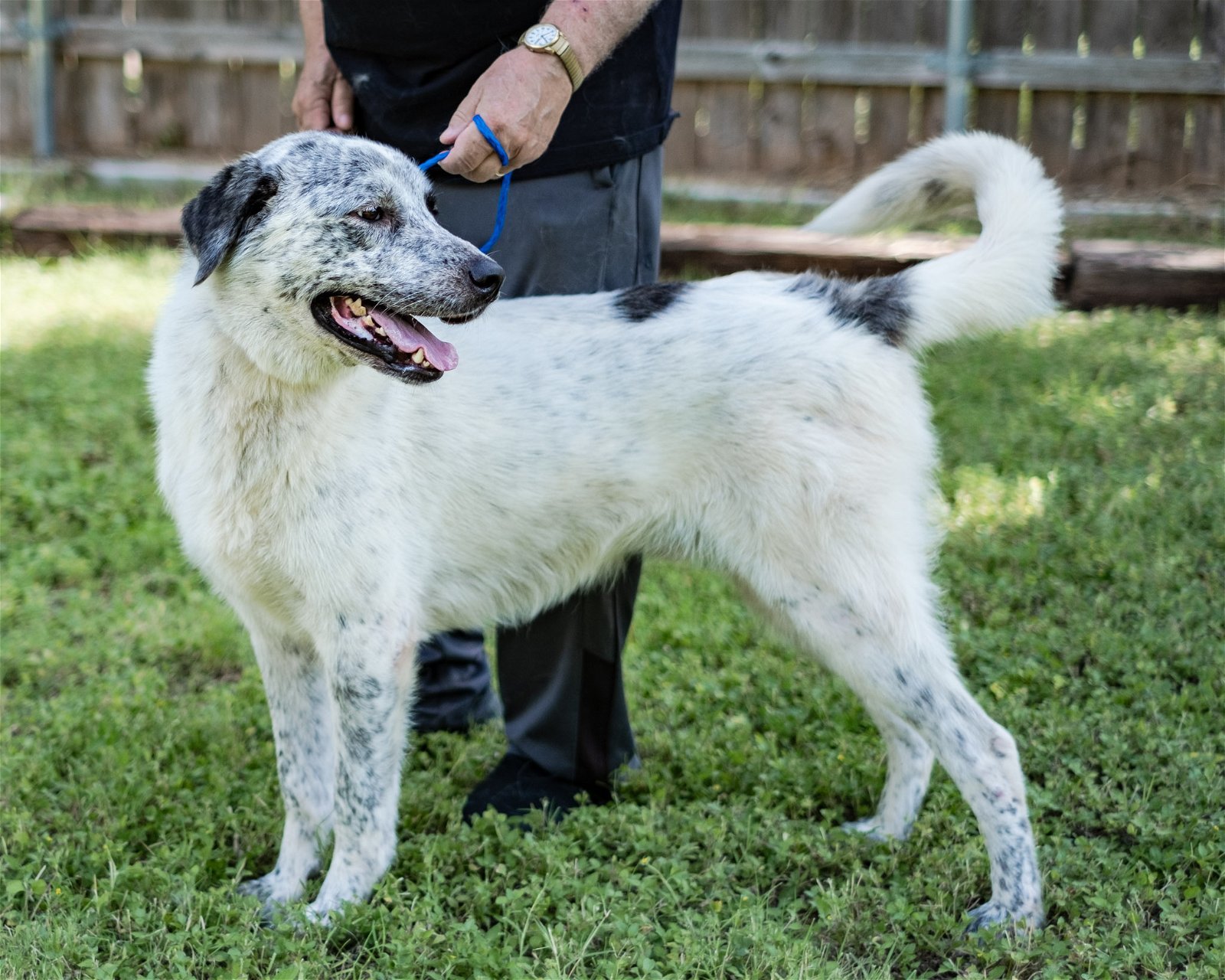 Bolt, an adoptable Great Pyrenees in Austin, TX, 78726 | Photo Image 2
