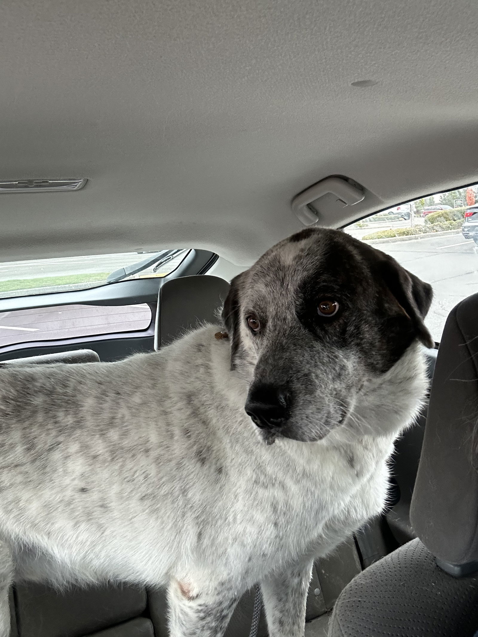 Bolt, an adoptable Great Pyrenees in Austin, TX, 78726 | Photo Image 2