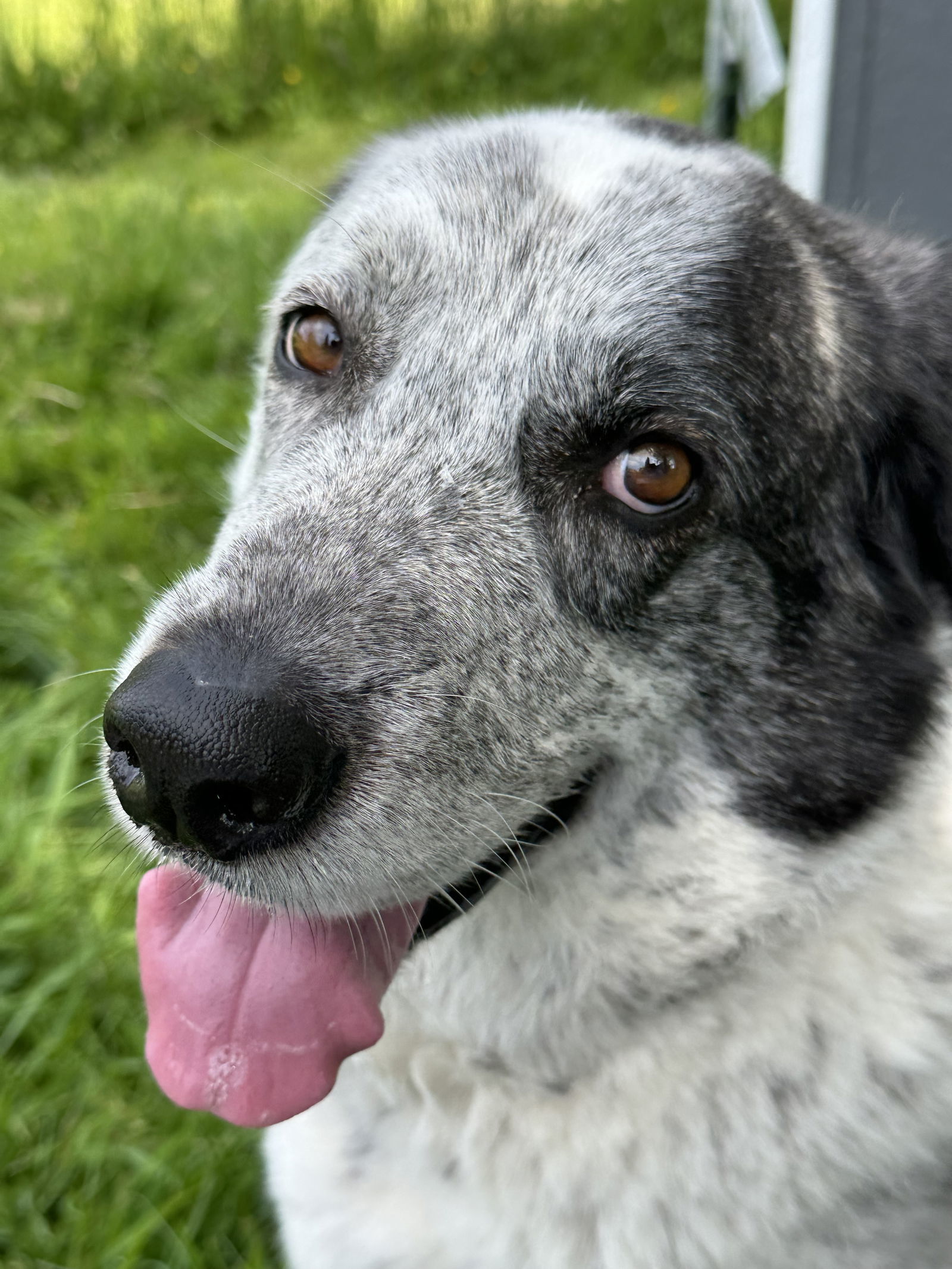 Bolt, an adoptable Great Pyrenees in Tacoma, WA, 98445 | Photo Image 2