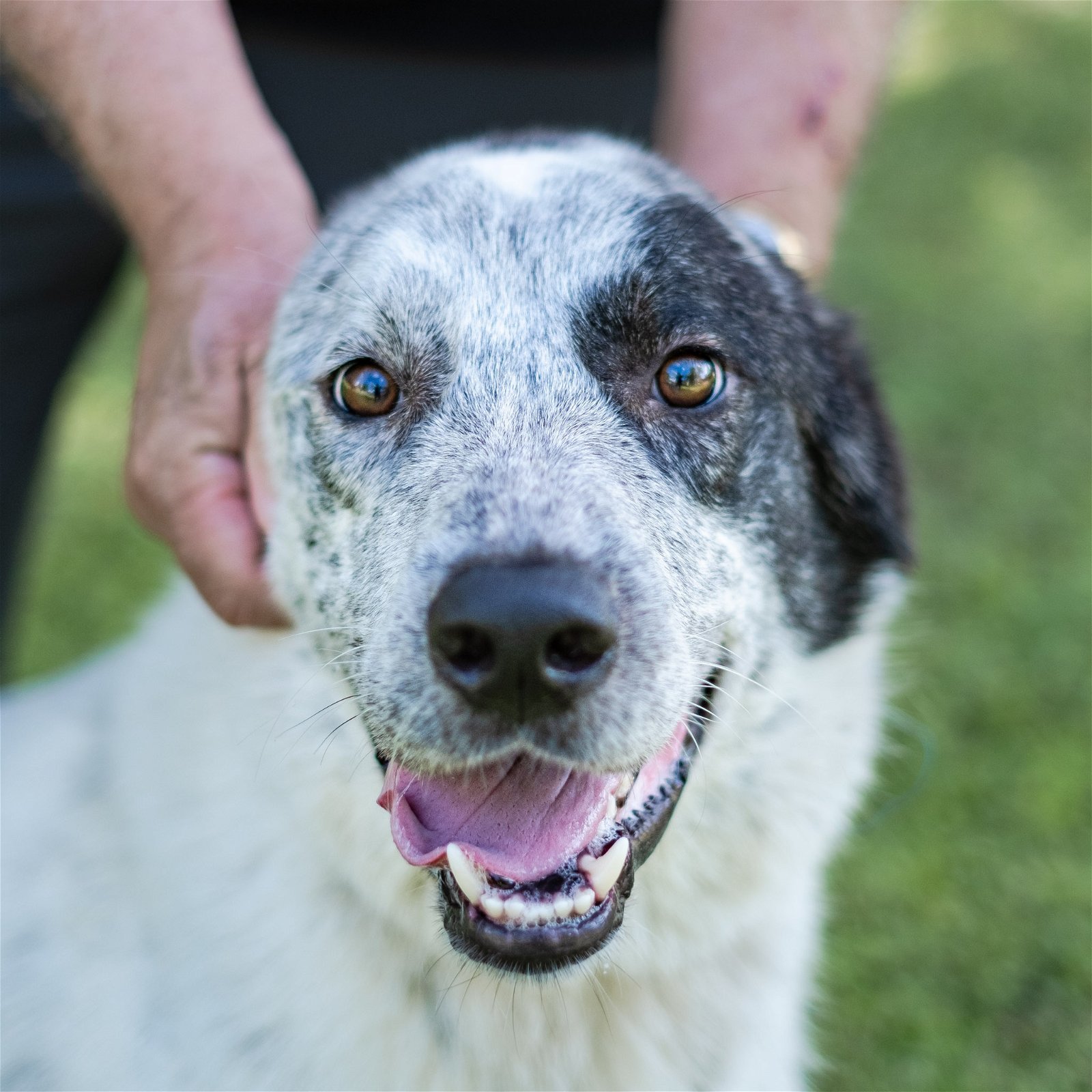 Bolt, an adoptable Great Pyrenees in Austin, TX, 78726 | Photo Image 3