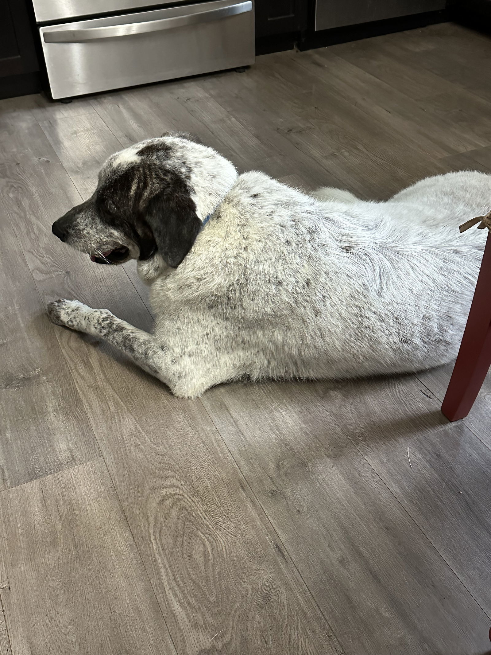 Bolt, an adoptable Great Pyrenees in Austin, TX, 78726 | Photo Image 3