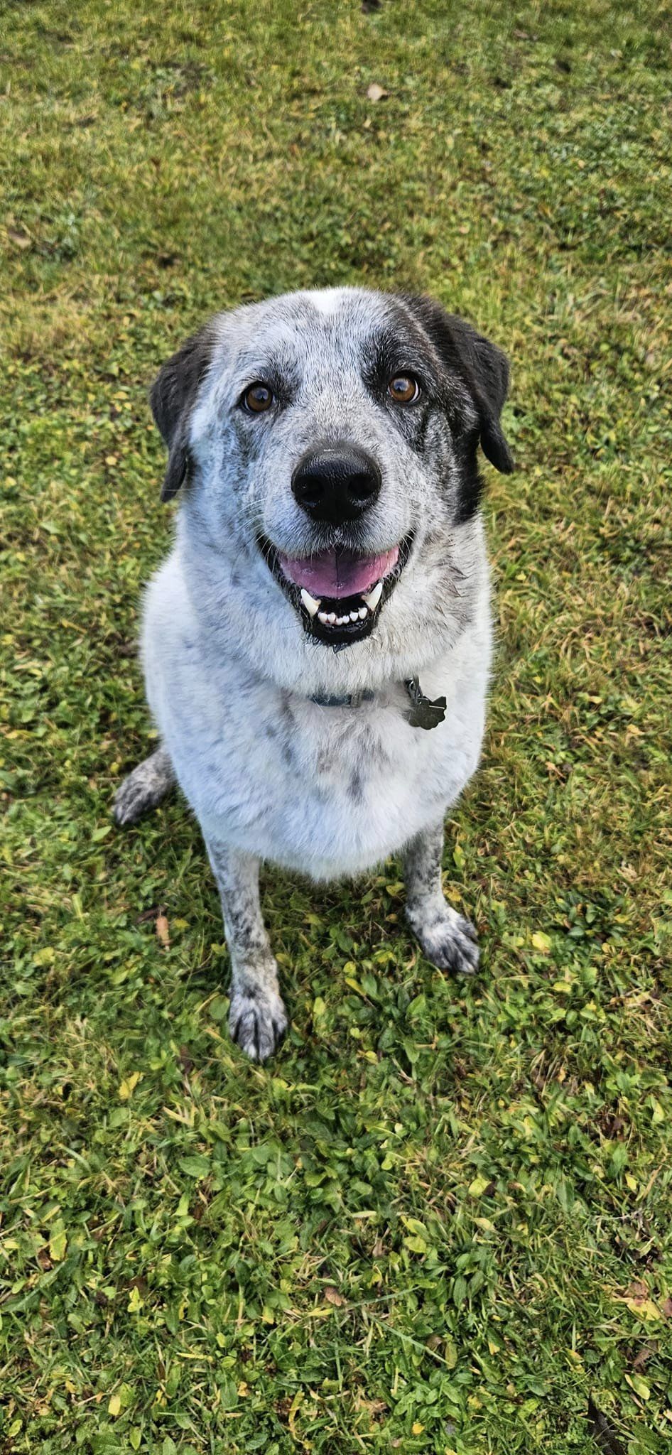 Bolt, an adoptable Great Pyrenees in Tacoma, WA, 98445 | Photo Image 3