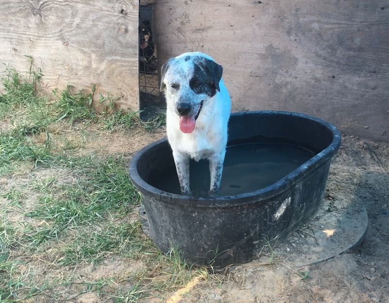 Bolt, an adoptable Great Pyrenees in Austin, TX, 78726 | Photo Image 4