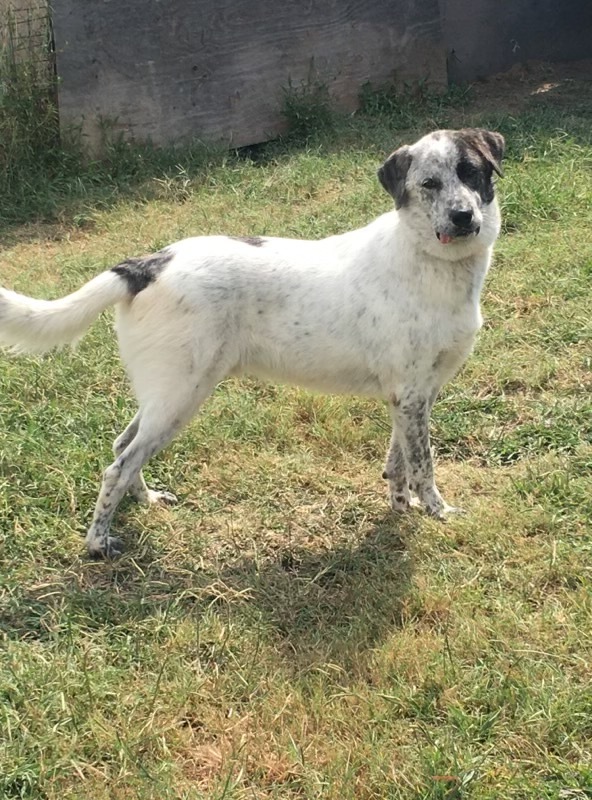 Bolt, an adoptable Great Pyrenees in Austin, TX, 78726 | Photo Image 5