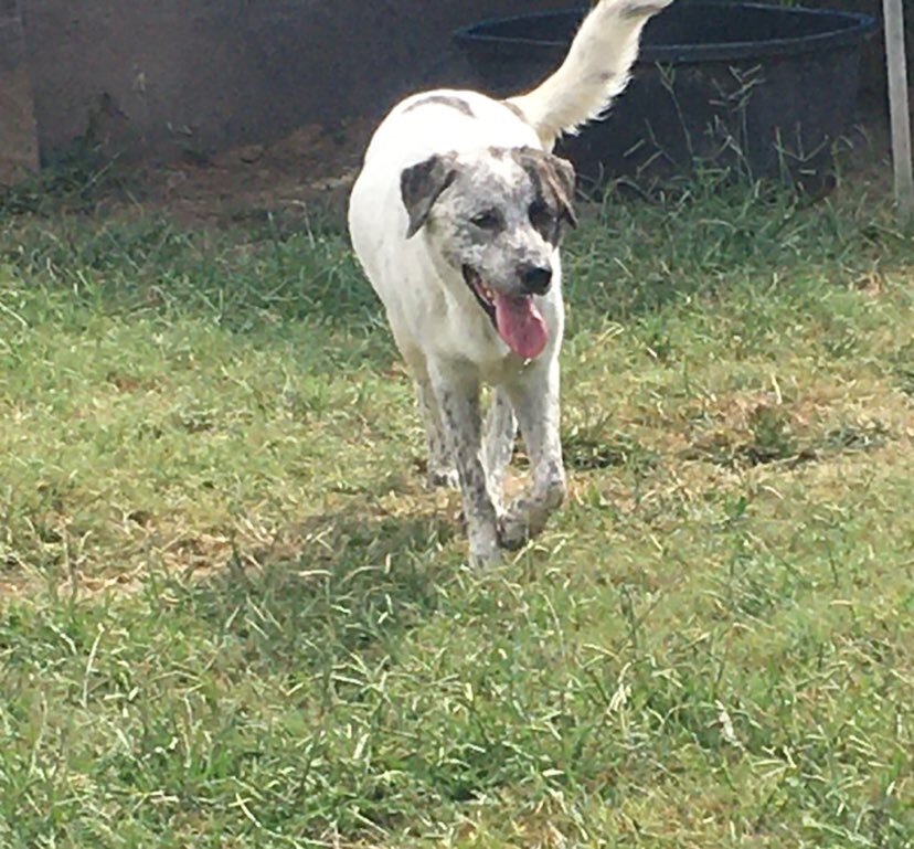 Bolt, an adoptable Great Pyrenees in Austin, TX, 78726 | Photo Image 6