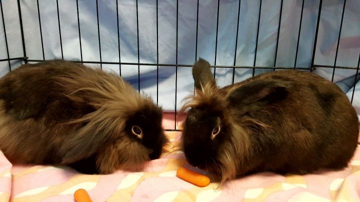 Bob and Dylan, an adoptable Lionhead in Key Largo, FL_image-1