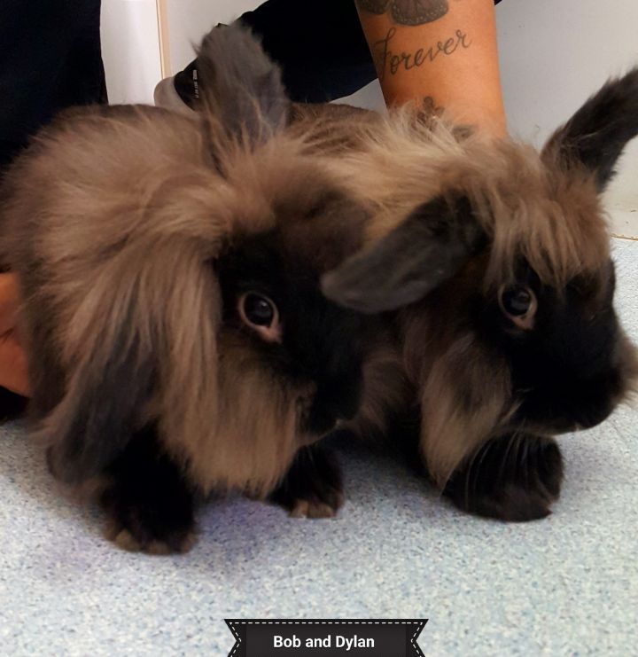 Bob and Dylan, an adoptable Lionhead in Key Largo, FL_image-3