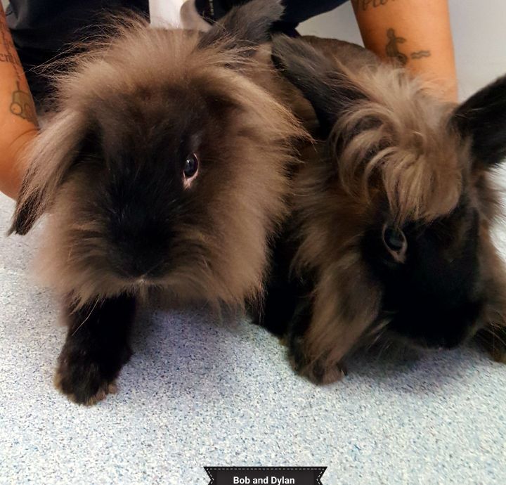 Bob and Dylan, an adoptable Lionhead in Key Largo, FL_image-4