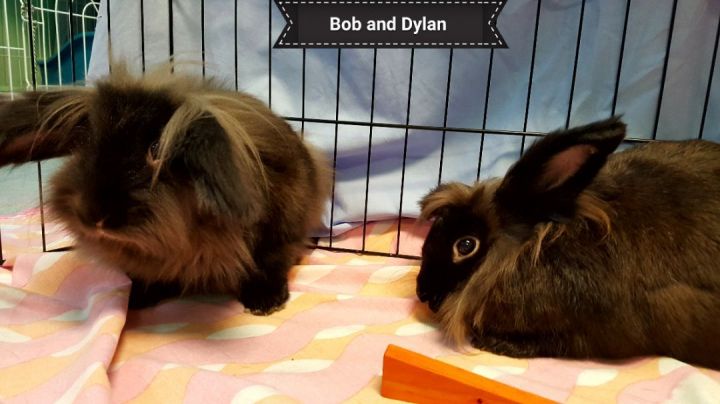 Bob and Dylan, an adoptable Lionhead in Key Largo, FL_image-5