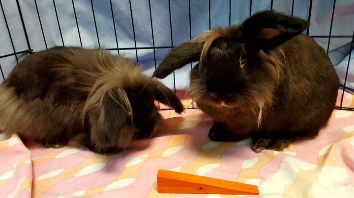 Bob and Dylan, an adoptable Lionhead in Key Largo, FL_image-6