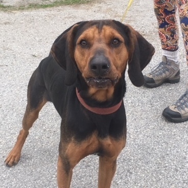 how often should you walk your black and tan coonhound puppy