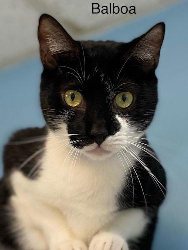 Balboa - Cat Room, an adoptable American Shorthair in Oakland Park, FL, 33334 | Photo Image 1