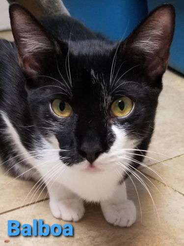 Balboa - Cat Room, an adoptable American Shorthair in Oakland Park, FL, 33334 | Photo Image 2