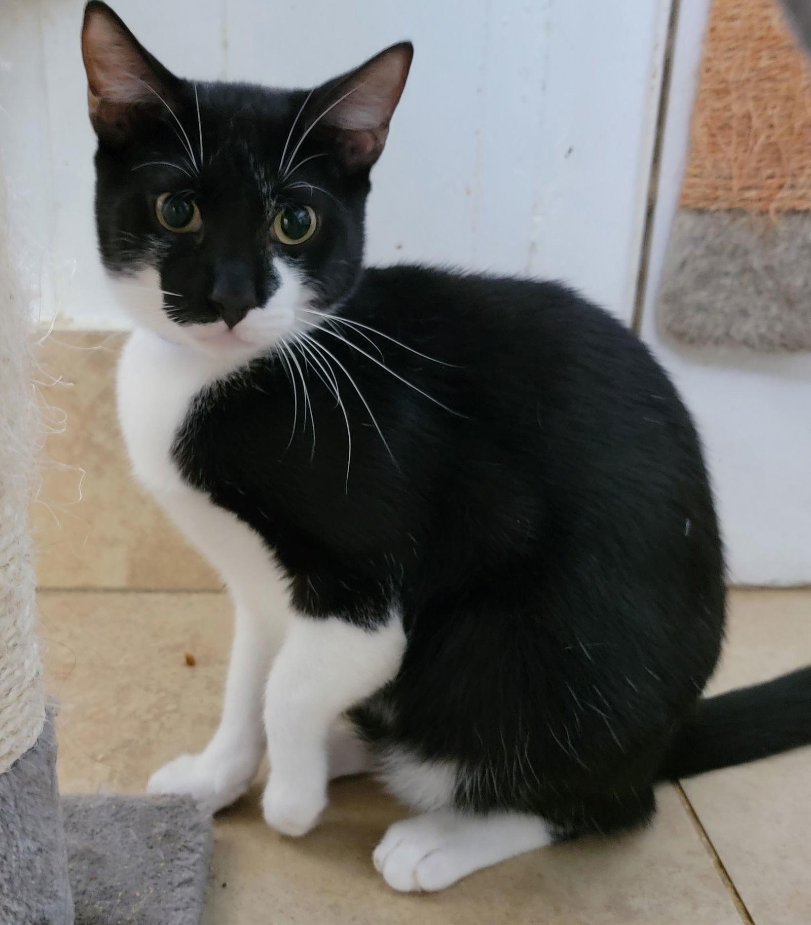 Balboa - Cat Room, an adoptable American Shorthair in Oakland Park, FL, 33334 | Photo Image 3