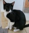 Balboa - Cat Room photo 3