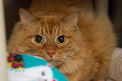 Otis, an adopted Domestic Long Hair in Syracuse, NY_image-1
