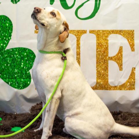 Donnie, an adoptable Labrador Retriever, Hound in Middletown, NY, 10940 | Photo Image 1