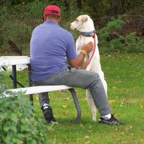 Donnie, an adoptable Labrador Retriever, Hound in Middletown, NY, 10940 | Photo Image 2