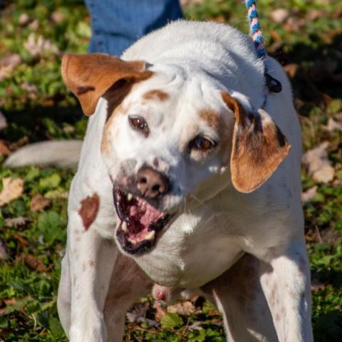 Donnie, an adoptable Labrador Retriever, Hound in Middletown, NY, 10940 | Photo Image 2