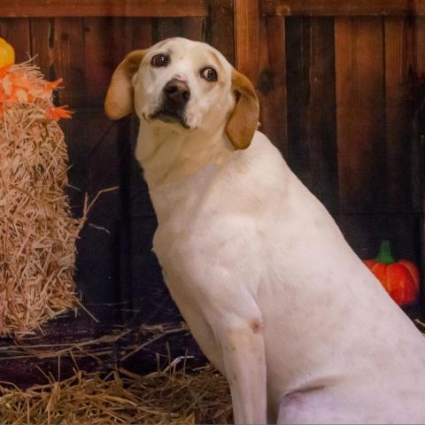Donnie, an adoptable Labrador Retriever, Hound in Middletown, NY, 10940 | Photo Image 3