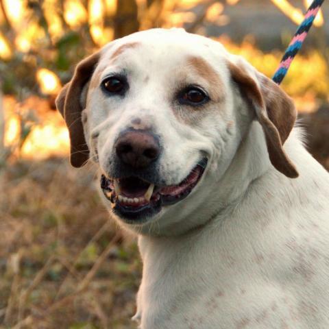 Donnie, an adoptable Labrador Retriever, Hound in Middletown, NY, 10940 | Photo Image 3