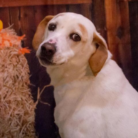 Donnie, an adoptable Labrador Retriever, Hound in Middletown, NY, 10940 | Photo Image 3