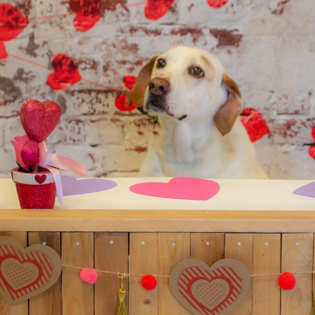 Donnie, an adoptable Labrador Retriever, Hound in Middletown, NY, 10940 | Photo Image 3