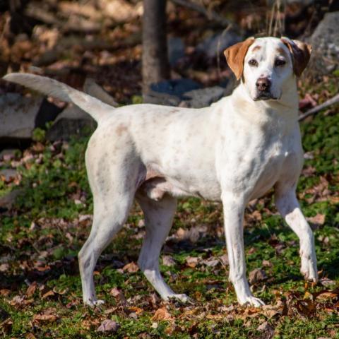 Donnie, an adoptable Labrador Retriever, Hound in Middletown, NY, 10940 | Photo Image 5