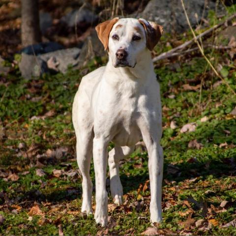 Donnie, an adoptable Labrador Retriever, Hound in Middletown, NY, 10940 | Photo Image 6