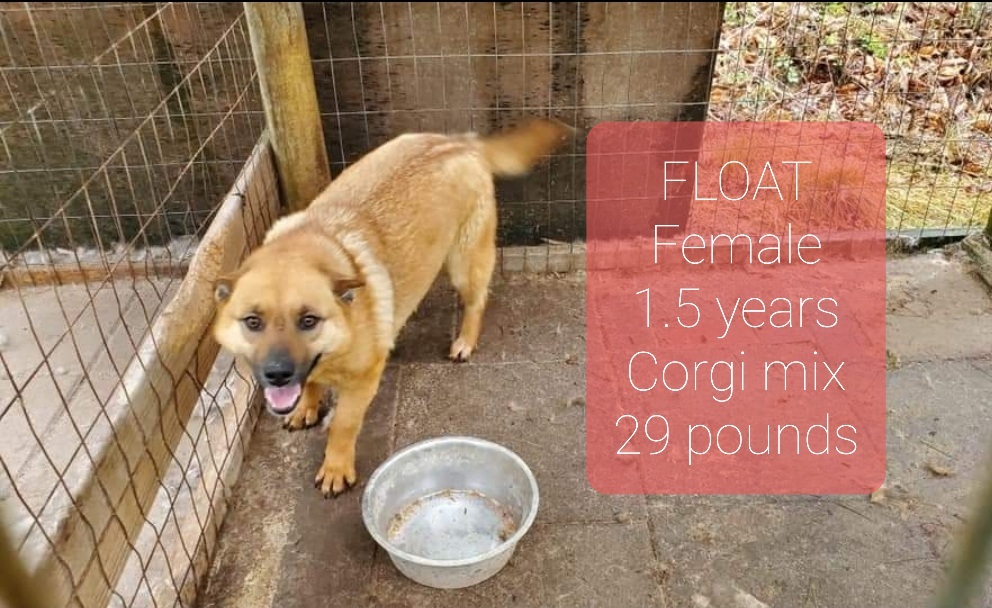 Float, an adoptable Corgi in Ross, OH, 45061 | Photo Image 2