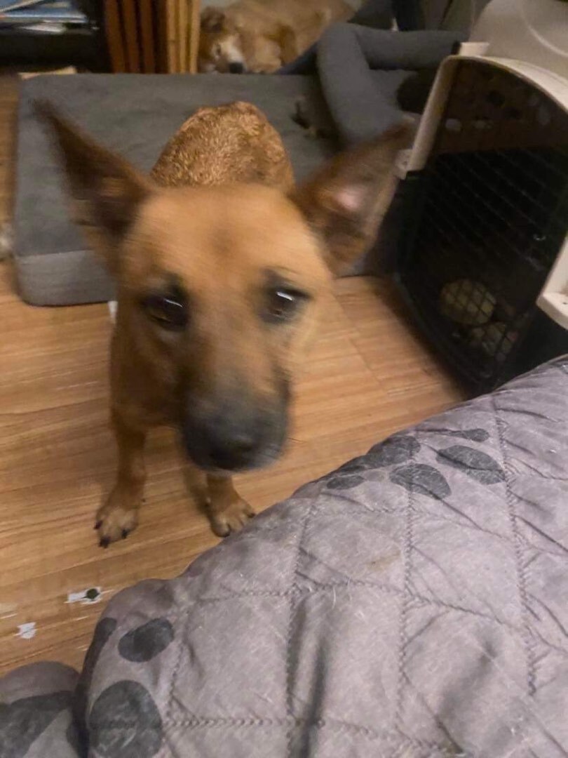 Float, an adoptable Corgi in Ross, OH, 45061 | Photo Image 1