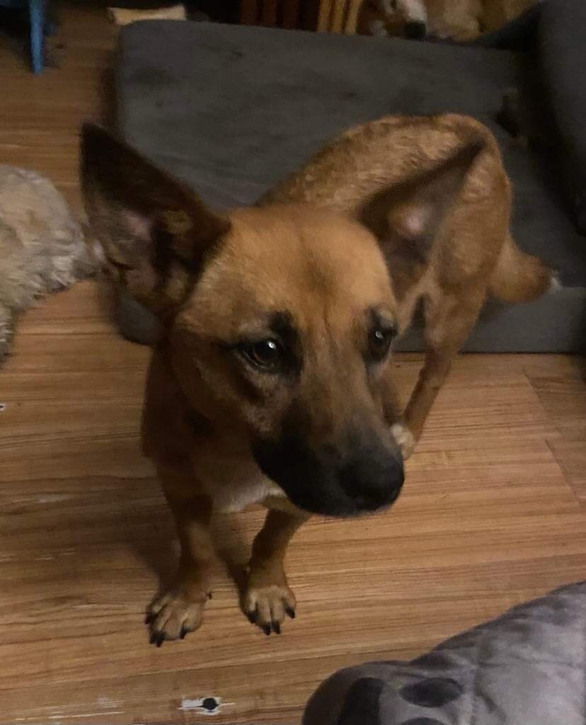 Float, an adoptable Corgi in Ross, OH, 45061 | Photo Image 3