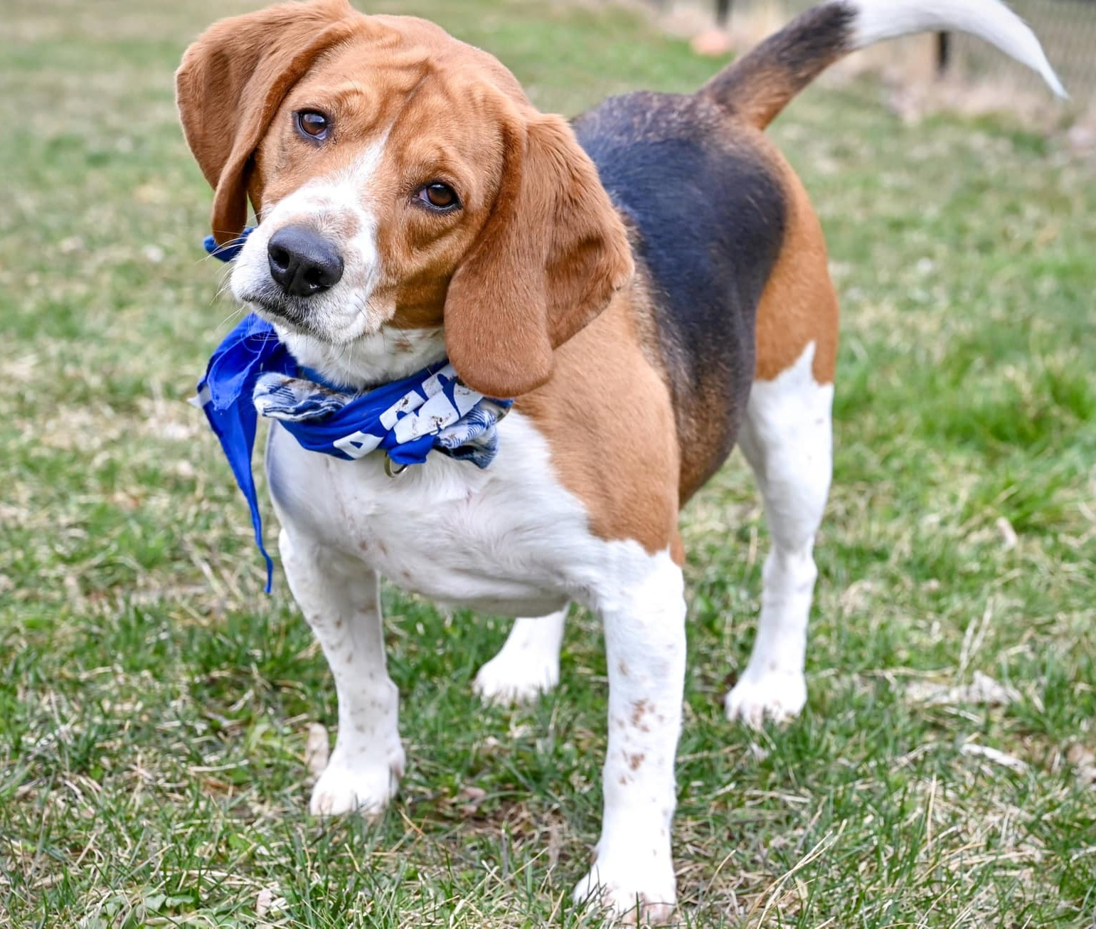 Cooper, an adoptable Beagle in Chester, NJ, 07930 | Photo Image 1