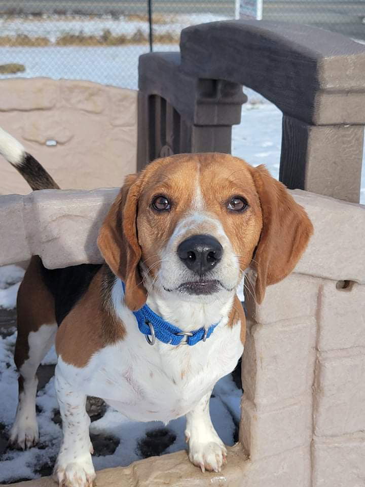 Cooper, an adoptable Beagle in Chester, NJ, 07930 | Photo Image 1