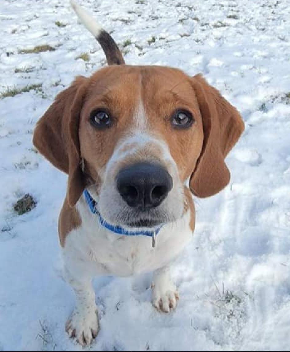 Cooper, an adoptable Beagle in Chester, NJ, 07930 | Photo Image 1